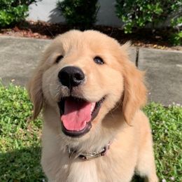 Golden Retrievers from River Down Goldens