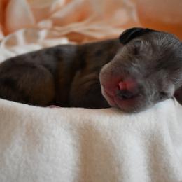 Great Dane Puppies from Gigantes de Cervantes