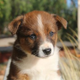 Girl 5 - Sable female Australian Shepherd puppy in Escondido, California from Hillside Aussies