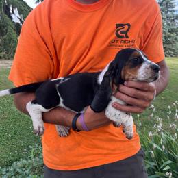 Girl 2 - Black brown and white female Basset Hound puppy in Hudson, Michigan from Bachman’s Kennel