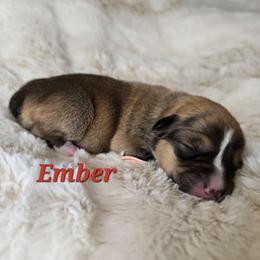 Ember - Sable female Pembroke Welsh Corgi puppy in Lake Elsinore, California from Rose Petal Corgis