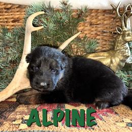 Alpine - Black and red male German Shepherd puppy in Graham, Washington from Wildeflecken Shepherds
