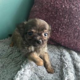 Bryn - Chocolate brindled fawn male Chihuahua puppy in Royal Center, Indiana from Marvelous Chihuahuas