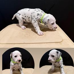 Female 5 - White and black female Dalmatian puppy in Louisa, Virginia from Dalmatian Creation LLC