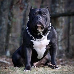 American Bullies from Unleashed Bully Squad LLC
