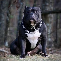 American Bullies from Unleashed Bully Squad LLC