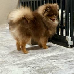 Bowie - Pomeranian