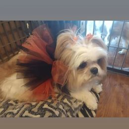 Tinkerbell - Shih Tzu