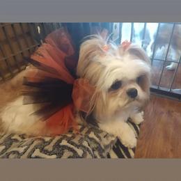 Tinkerbell - Shih Tzu