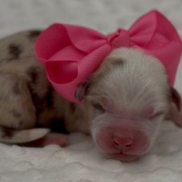 Faith - Red merle female Miniature Australian Shepherd puppy in Norman, Oklahoma from Raised Right Pups