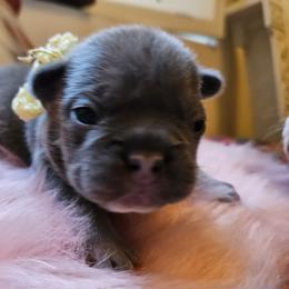 French Bulldog Puppies from Electric City Frenchies