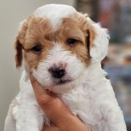 Lightning - Blenheim male Cavapoo puppy in Glendale, Arizona from Cool Cavapoos