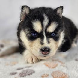 Asuna - Gray and white female Siberian Husky puppy in Buckeye, Arizona from Anime Huskies