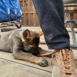 Boy 2 - Sable male German Shepherd puppy in Ann Arbor, Michigan from Von Der Havier German Shepherds