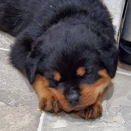 Rottweiler Puppies from Sky Valley Rottweilers