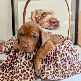 Girl 3 - Golden rust female Wirehaired Vizsla puppy in Talihina, Oklahoma from Buffalo Creek Kennel