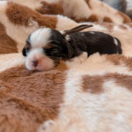 Cinnamon - Tri-color male Cavalier King Charles Spaniel puppy in Mayo, Florida from Kingston’s Cavaliers