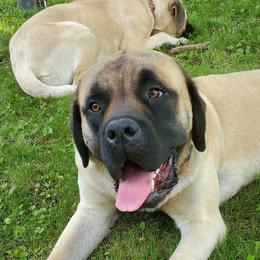 Mastiffs from Murphy's Landing Mastiffs