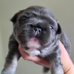 Boujii - Blue female French Bulldog puppy in Miami, Oklahoma from Destiny Jones