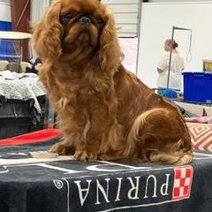 Eva - English Toy Spaniel