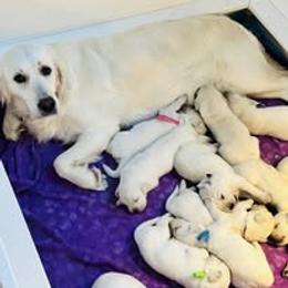 Second Pick Male - Light golden male Golden Retriever puppy in Alaska from Birchwood Goldens
