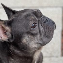 French Bulldogs from Good Energy Pups