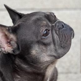 French Bulldogs from Good Energy Pups