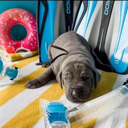 Rhiannon - Blue female Great Dane puppy in Kalamazoo, Michigan from Beaver Creek Danes