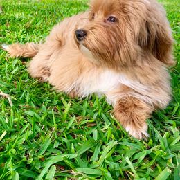Havanese All Grown Up from Littlepage's Havanese