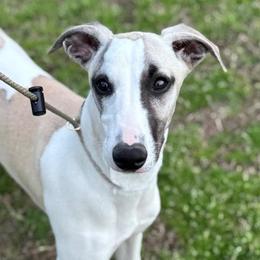 Callum - Fawn male Whippet puppy in Sugar Valley, Georgia from Pinnacle Farm and Kennel