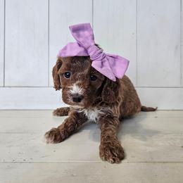 Pearl- Lavender collar - Apricot female Cavapoo puppy in South Jordan, Utah from Lucky Doodle Pups