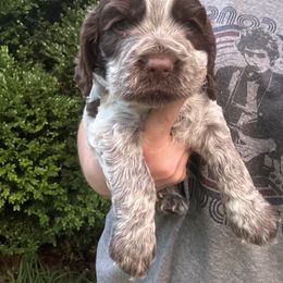 Cocker Spaniels from Jamie’s Sweet Spaniels