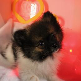 Chip - Black and tan parti male Pomeranian puppy in Los Angeles, Santa Clarita, California from LT_Poms