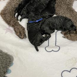 Blue - Black female Poodle puppy in Hamilton Square, New Jersey from Sweet Standards