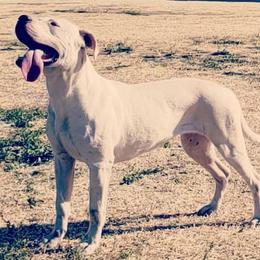 Skittles - Dogo Argentino