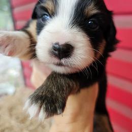 Magnolia - Black tri female Miniature Australian Shepherd puppy in Dunnellon, Florida from Ever After Mini Aussies