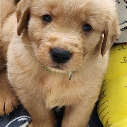 Green collar - Dark golden male Golden Retriever puppy in Boulder, Montana from Sharee's Golden Retrievers