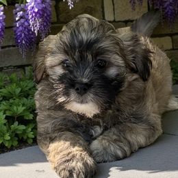Marcus - Black gold and white male Shihpoo puppy in Oklahoma from Rocky Oak Cavaliers & Biewer Terriers LLC