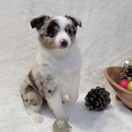 Denali - Red merle female Miniature Australian Shepherd puppy in Missouri from B&M Cottonwood Canines