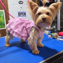 Maple - Yorkshire Terrier