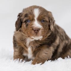 Obi puppy picks at 7 weeks - male Australian Mountain Doodle puppy in Cortez, Colorado from Sassy Pants Pups