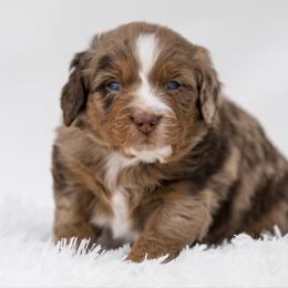 Obi puppy picks at 7 weeks - male Australian Mountain Doodle puppy in Cortez, Colorado from Sassy Pants Pups