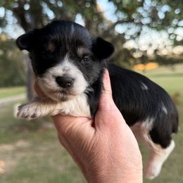 Eclipse - Parti male Miniature Schnauzer puppy in Silver Creek, Mississippi from Mamie’s Minis, LLC