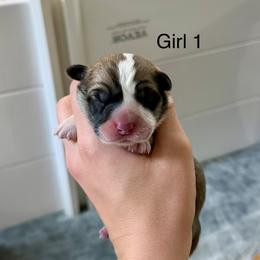 Female 1 - Red female Pembroke Welsh Corgi puppy in Waverly, Iowa from Kindred Corgis