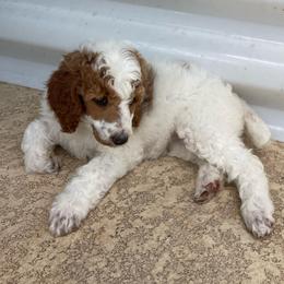 Dutchess - Parti female Poodle puppy in Port Saint Lucie, Florida from Abbott Standard Poodles