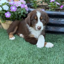 Boy 3 - Red tri-color male Australian Shepherd puppy in San Bernardino, California from Zermeno Ranch