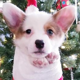 American Corgi and Pembroke Welsh Corgi Puppies from Whimsical Treasure Corgis