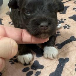 Miniature Schnauzer puppies from A Bundle of Love