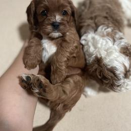 Cavalier King Charles Spaniel and Cavapoo Puppies from Larisa's Cavaliers
