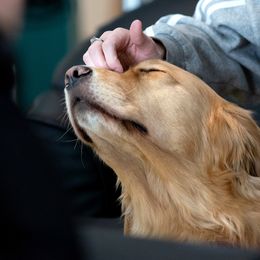 Andie - Golden Retriever